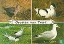 Groeten van Texel - Afbeelding 1