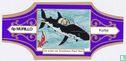 Tintin Der Schatz von Scarlet Rack Ham 6p - Bild 1
