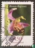 Orchidée d'abeille   - Image 1