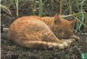 Rood/witte kater/poes - Image 1