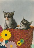 2 kittens in mandje - Image 1