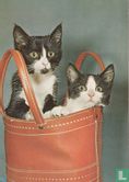 2 katjes in tas - Afbeelding 1