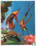 Kolibri - Afbeelding 1