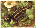 Salamander - Bild 1