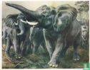 Afrikaanse olifant - Bild 1
