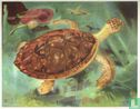 Karetschildpad - Afbeelding 1