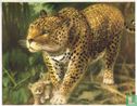 De Jaguar - Afbeelding 1