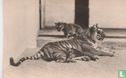 Bengaalsche tijgerin Ranie met jongen - Afbeelding 1