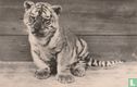 Jonge Bengaalse tijger, 3 mnd oud - Afbeelding 1