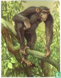 De Chimpansee - Afbeelding 1