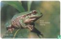Green Frog - Afbeelding 2