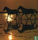 Paarden in de Camargue - Image 1