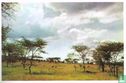 Savanne met doornstruiken van Ruanda - Afbeelding 1