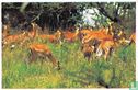 Een groep Impala-wijfjes - Afbeelding 1