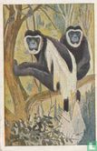 De zijde-apen - Afbeelding 1
