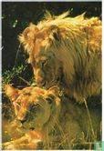Een leeuwenpaar - Afbeelding 1