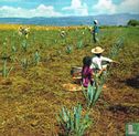 Mexico - Afbeelding 1