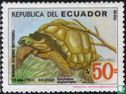 Galapagosreuzenschildpad - Afbeelding 1