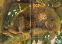 Panda 10 - Bild 3