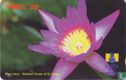 Blue Lotus - National Flower of Sri Lanka - Bild 1