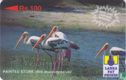 Painted Stork (Ibis leucocephalus) - Image 1