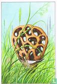 Clathrus ruber, een prachtige eivormige, fijn uitgesneden Paddestoel uit de Zuiderlanden - Afbeelding 1