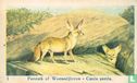 Fennek of Woestijnvos - Canis zerda - Image 1