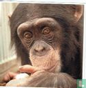 Chimpansee Patrick - Image 1