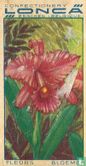 Cattleya trianae - Image 1