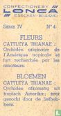 Cattleya trianae - Image 2