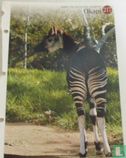 Okapi - Image 1