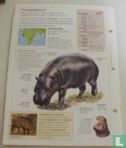 Dwergnijlpaard - Image 2