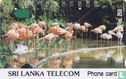 Flamingos - Image 1