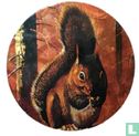 Squirrel - Image 1