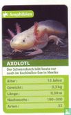 Axolotl - Bild 1
