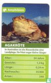 Agakröte - Image 1