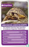 Griechische Landschildkröte - Image 1