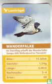 Wanderfalke - Image 1