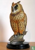 Long-eared Owl - Image 1