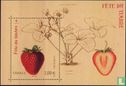 Strawberry bush and strawberry - Image 1