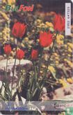 Tulipa rhodopaea - Bild 2