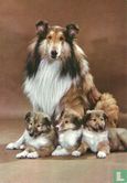 Kruger - Lassiehond met puppy's - Afbeelding 1