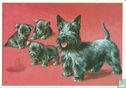 Voor het Kind - Honden 2e serie - Schotse terrier - Image 1