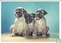 Voor het Kind - Honden 1e serie - Boxer pups - Afbeelding 1