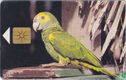 Yellow-Shouldered Parrot - Bild 1