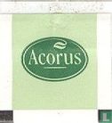 Acorus - Image 2