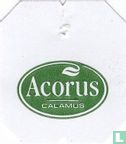 Acorus Calamus - Image 1