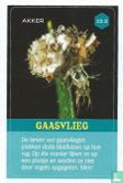 Gaasvlieg