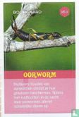 Oorworm