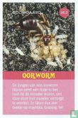 Oorworm